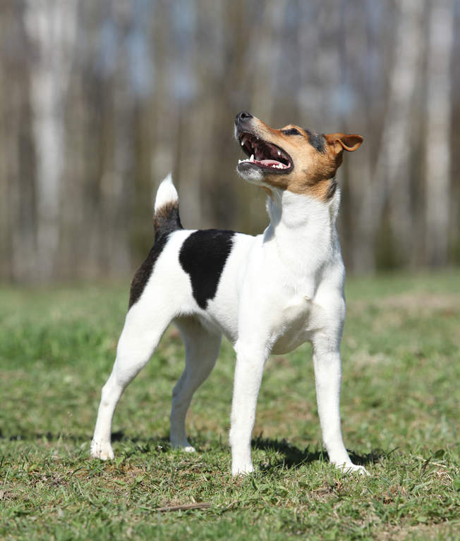 jack parson terrier