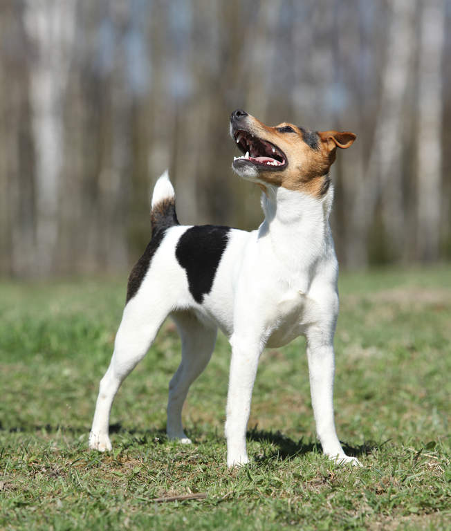 Parson Russell Terrier Dogs Breed Information Omlet