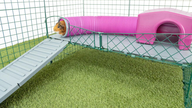 Guinea Pig Toys and Accessories Guinea Pig Toys and Accessories