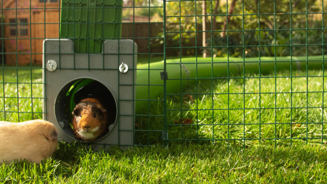 Guinea Pig Zippi Tunnel System Guinea Pig Zippi Tunnel System