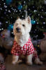 Dog wearing white and red coat