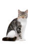 European Shorthair