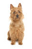 Australian Terrier