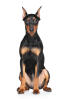 German Pinscher