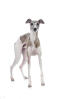 Whippet