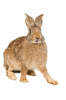 Belgian Hare