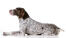 A German short haired pointer with a lovely speckled coat