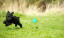 A little, black Toy Poodle bounding across the grass after it's ball