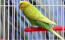 A lovely Budgerigar perched inside a cage