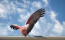 A Rose Breasted Galah