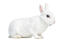 A Mini Rex rabbit with wonderful thick white fur