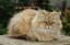 A beautiful golden Persian curled up outside