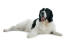 A classic black and white Newfoundland resting on the floor