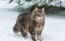 Siberian cat out in the snow