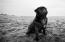 A black and white Pug sitting neatly on the sand, waiting for a command