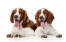 Two wonderful, little Welsh Springer Spaniel puppies lying together