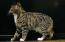 Tabby Manx cat side profile against a dark background