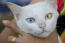 A pretty Khao Manee cat with one yellow eye and one blue eye