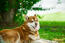 A brown and white Alaskan Malamute resting outside on the grass