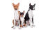 A family of three lovely Basenjis