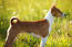 A wonderful female Basenji, showing of it's poweful physique