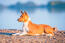 A young, brown Basenji lying neatly on the rocks