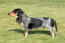 A Basset Bleu De Gascogne with a sleek long body and short legs