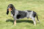 A gorgeous Basset Bleu De Gascogne with floppy ears