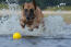 A powerful Belgian Shepherd Dog (Malinois) splashing in water
