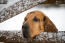 A Bloodhound resting it's head on a gate in the snow