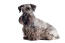 An adult Cesky Terrier with a beautifully groomed grey and black coat