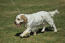 A beautiful, young Clumber Spaniel pup with a lovely soft coat