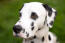 A close up of a Dalmatian's incredible, big eyes