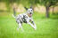 A healthy, adult Dalmatian enjoying some exercise outside