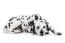 An adult Dalmatian with a lovely thick spotted coat