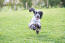 A beautiful, black and white English Cocker Spaniel running flat out