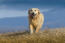 A wet Golden Retriever enjoying some exercise outside