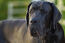A close up of a Great Dane's lovely, thick, black coat
