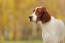 A close up of an Irish Setter's wonderful, soft coat