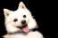 A close up of a Japanese Spitz's beautiful beady eyes and pointed ears