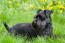 A beautiful, black Miniature Schnauzer lying in the grass