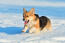 A Pembroke Welsh Corgi running at full pace through the snow