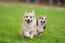 Two, healthy, adult Pembroke Welsh Corgis enjoying some exercise together