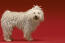 A healthy adult Komondor with a beautifully groomed thick, white coat