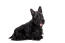 A lovely, little adult Scottish Terrier with a long black coat and pointed ears