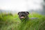 A black Staffordshire Bull Terrier resting in the long grass