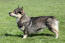 A Swedish Vallhund's incredible short legs and thick, soft coat