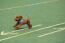 An energetic, little Toy Poodle running at full pace