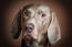 A close up of a Weimaraner's lovely, short, soft coat