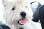 A close up of a West Highland Terrier's beautiful white coat a black button nose